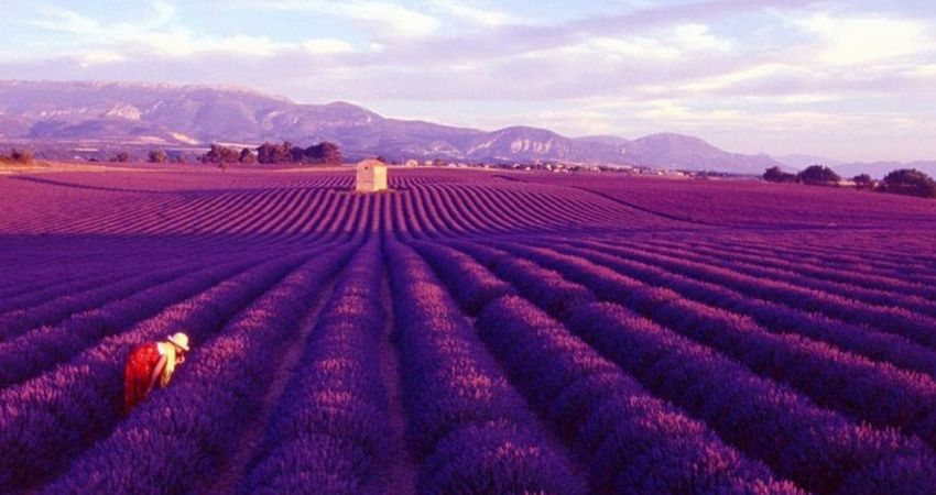 ISPARTA LAVANTA BAHÇELERİ - SALDA GÖLÜ TURU