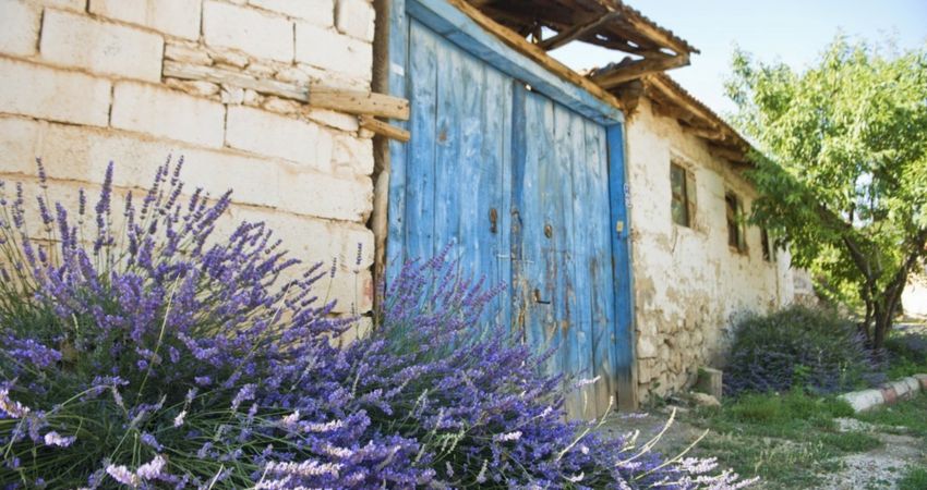 ISPARTA LAVANTA BAHÇELERİ - SALDA GÖLÜ TURU